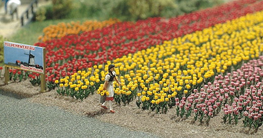 Tulpen