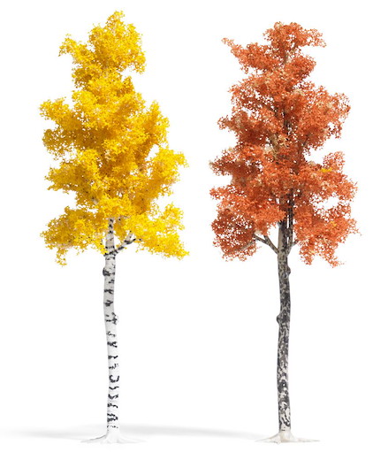 Platane und Birke Herbstbraun