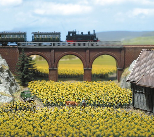 96 Sonnenblumen