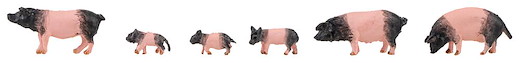 6 Schwäbisch-Hällische Landschweine