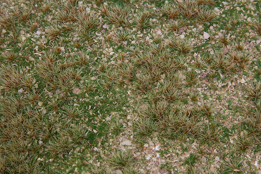 PREMIUM Landschafts-Segment Wildkräuterwiese