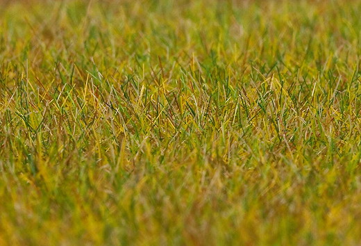 PREMIUM Streufasern Wiese, hellgrün, 6 mm, 30 g