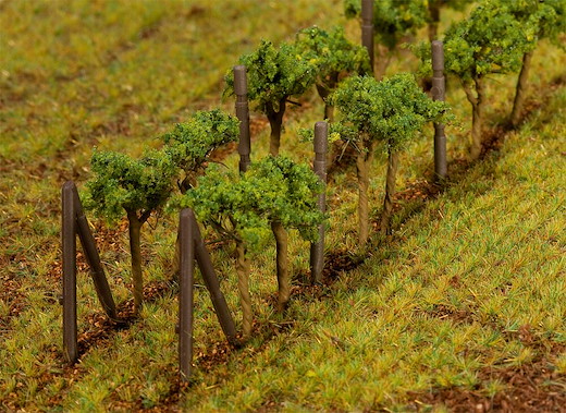 Weinreben