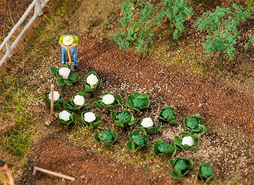10 Grün - und 10 Blumenkohlköpfe