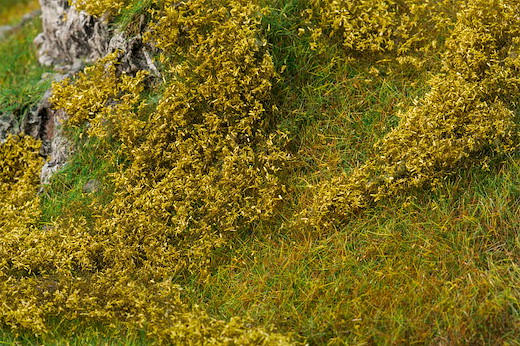 Blätterfoliage, hellgrün