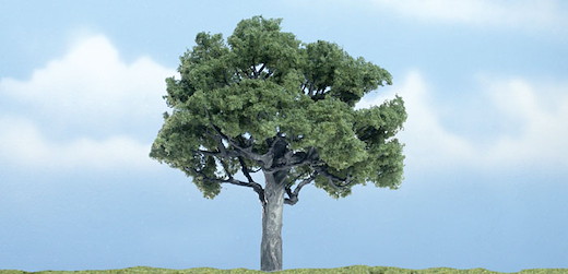 1 Walnussbaum   10 cm