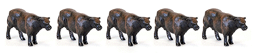 Cattle Beef 16/