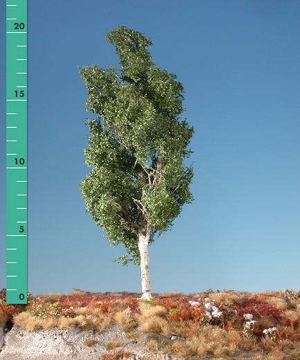 Espe 1 Stück ca 10-13cm /Sommer
