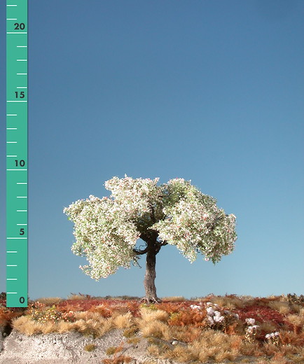 Apfelbaum 1 Stück ca 10-13cm / Frühling