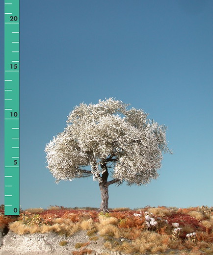 Kirschbaum 2 Stück ca. 8cm / Frühling