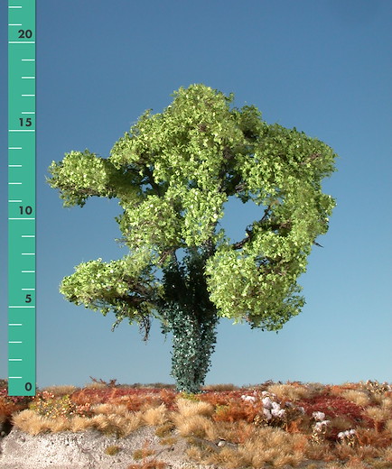 Ahorn mit Efeu bew. 1 Stück 15-20cm / Frühling
