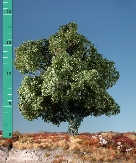 Ahorn mit Efeu bew. 1 Stück 15-20cm / Sommer