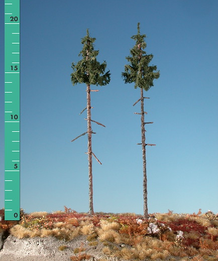 Innenwald-Fichte 4 Stück 15-20cm / Sommer
