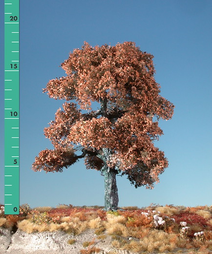 Eiche 1 Stück 10-13cm / Spätherbst