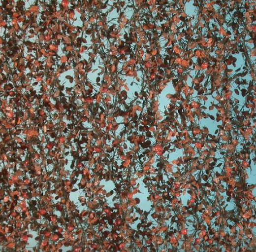 Apfelbaumlaub mit Äpfeln Grösse ca. 27x15 cm / Spätherbst