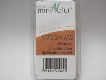 Schachtelhalme Grösse ca.7.5x4cm / Spätherbst