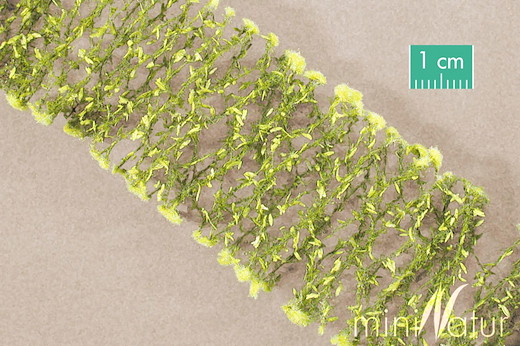 Goldrute Grösse 6x ca.15 cm / Frühling