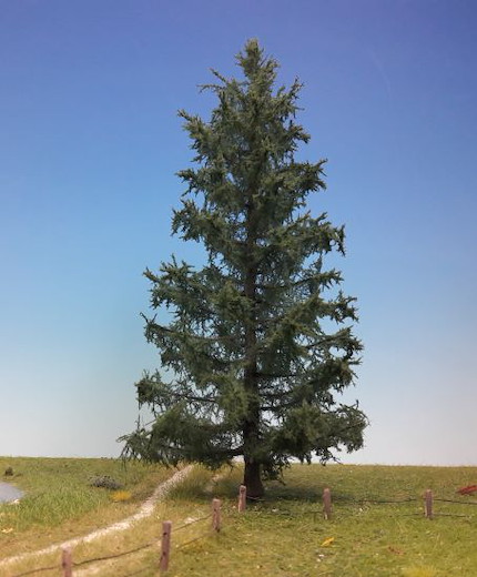 Tanne 1 Stück 25-29cm / Sommer