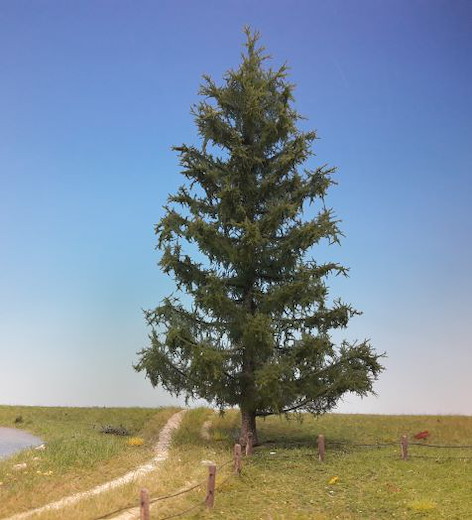 Fichte 1 Stück 30-34cm / Sommer