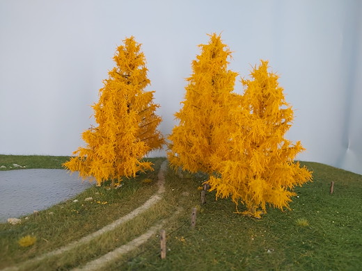 Lärche 1 Stück 25-29cm / Spätherbst