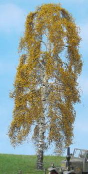 Birke 1 Stück 30-34cm / Frühherbst