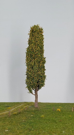 Pappel 1 Stück 25-29cm / Frühherbst