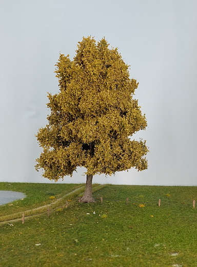 Buche 1 Stück 35-39cm / Frühling