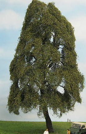 Trauerweide 1 Stück 30-34cm / Spätherbst