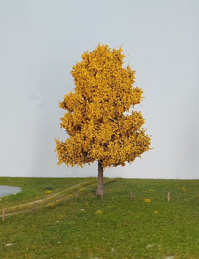 Kirsche 1 Stück 25-29cm / Spätherbst