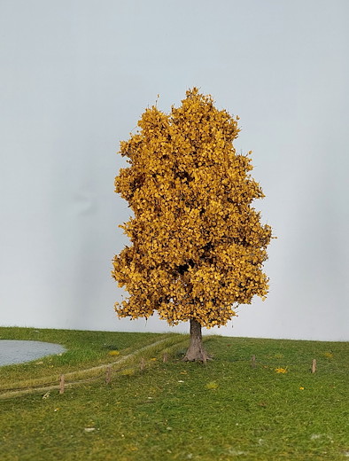 Ahorn 1 Stück 35-39cm / Spätherbst