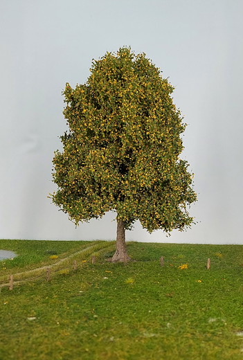 Esche 1 Stück 25-29cm / Frühherbst