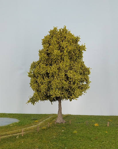 Esche 1 Stück 35-39cm / Frühling