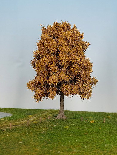 Esche 1 Stück 40-45cm / Spätherbst