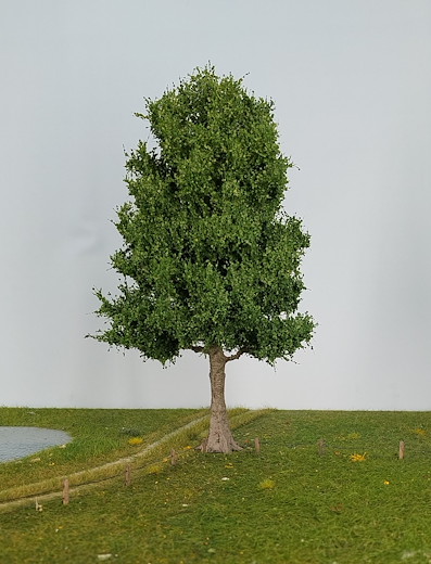 Espe 1 Stück 30-34cm / Sommer