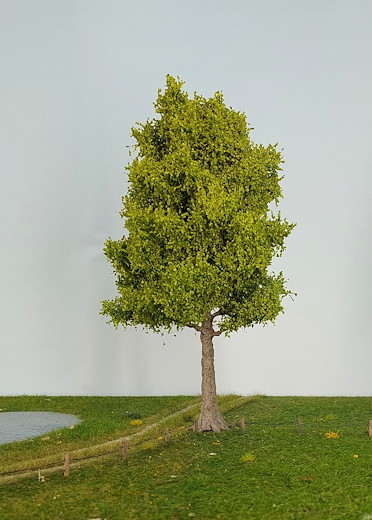 Espe 1 Stück 35-39cm / Frühling
