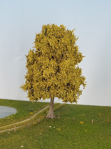 Platane 1 Stück 25-29cm / Frühling
