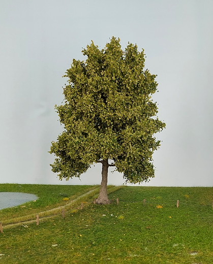 Platane 1 Stück 25-29cm / Sommer
