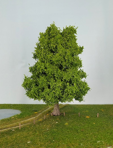 Eiche 1 Stück 35-39cm / Frühling