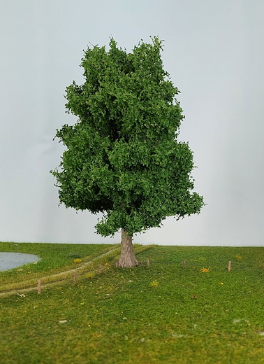 Eiche 1 Stück 35-39cm / Sommer