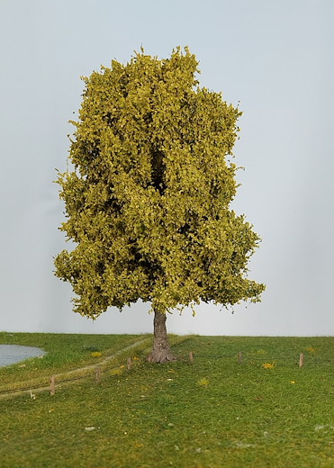 Linde 1 Stück 25-29cm / Frühling