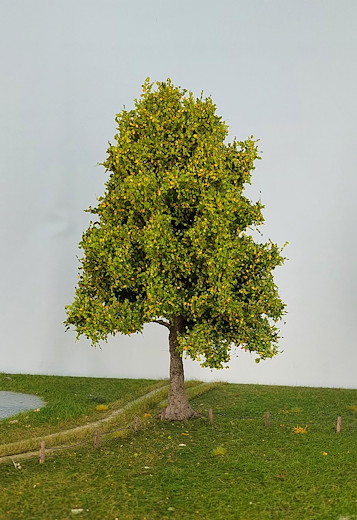 Linde 1 Stück 40-45cm / Frühherbst
