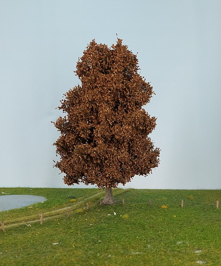 Kastanie 1 Stück 30-34cm / Spätherbst