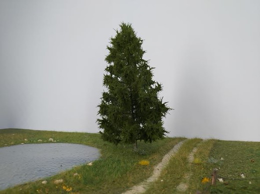 Fichte 1 Stück 15-20cm / Sommer