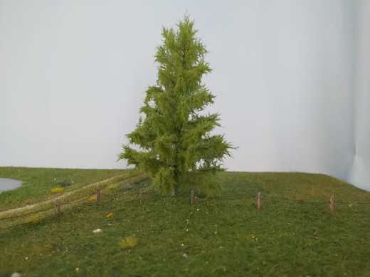 Lärche 1 Stück 17-22cm / Sommer