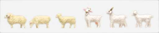 Sheep/Goats 6/