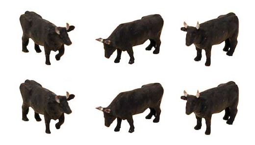 Cows 6/