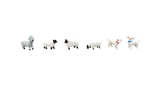 Animal 107 Sheep & Goat