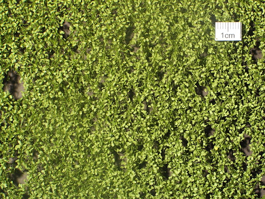 Buchenlaub Grösse ca.15x4 cm / Frühling