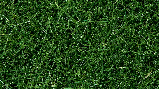 Wildgras dunkelgrün 50g Beutel
