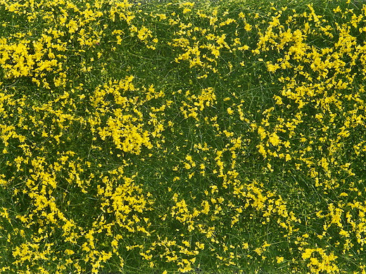 Bodendecker-Foliage Wiese gelb 12 x 18 cm